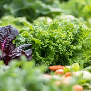 Light & Crisp Veggie Box
