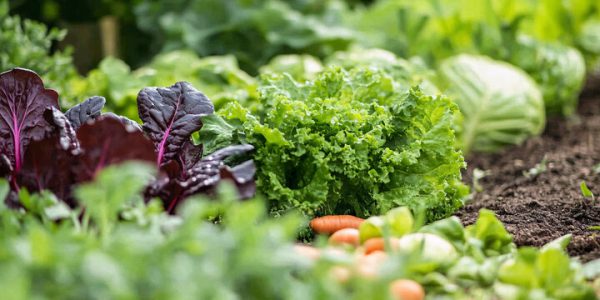 Light & Crisp Veggie Box