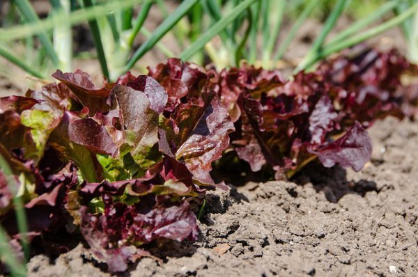 Our vegetables