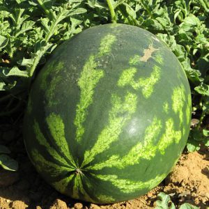 Mixed Melon Box