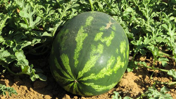 Mixed Melon Box